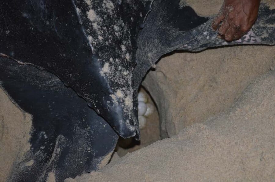 Trinidad: Leatherback Turtle Migration Observation - Final Thoughts