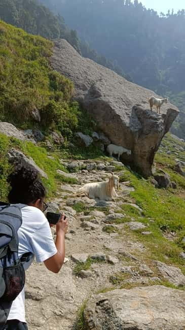 Triund Day hike | Alt 2870 Mtr - A Closer Look at the Triund Day Hike Experience