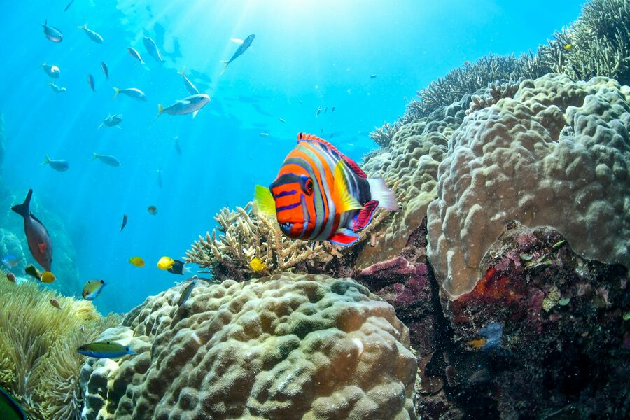 School of small tropical fish hovering over coral at a Bali reef site