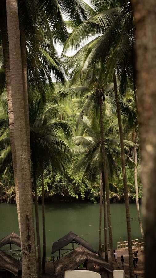 Tropical river surrounded by tall coconut palms