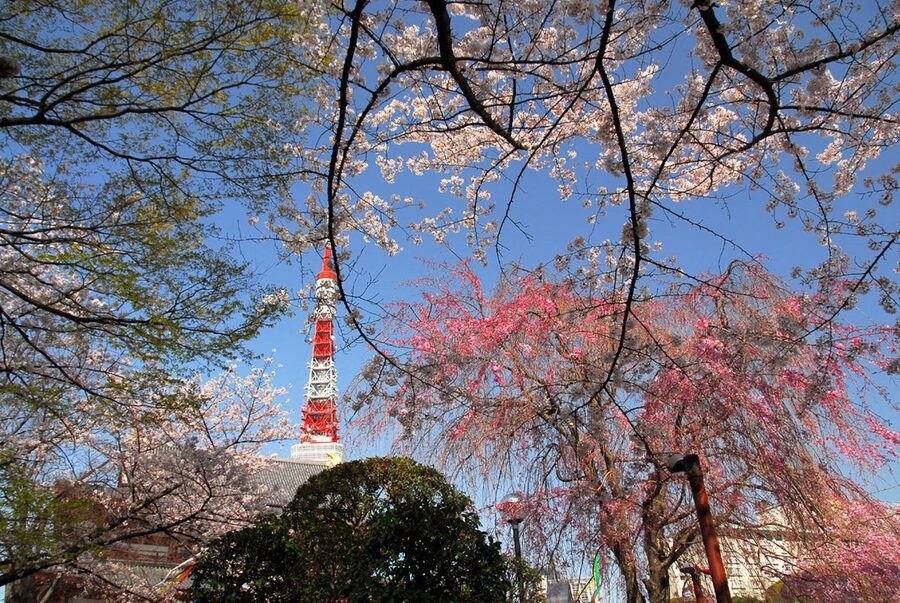 Zojoji Temple cherry blossoms with Tokyo Tower rising behind during spring