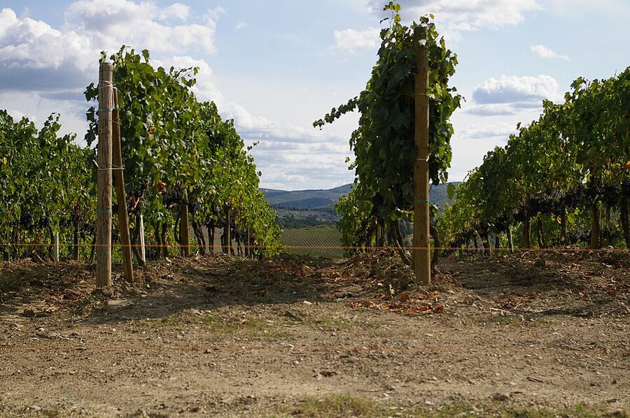 Chianti vineyard in Tuscany Italy