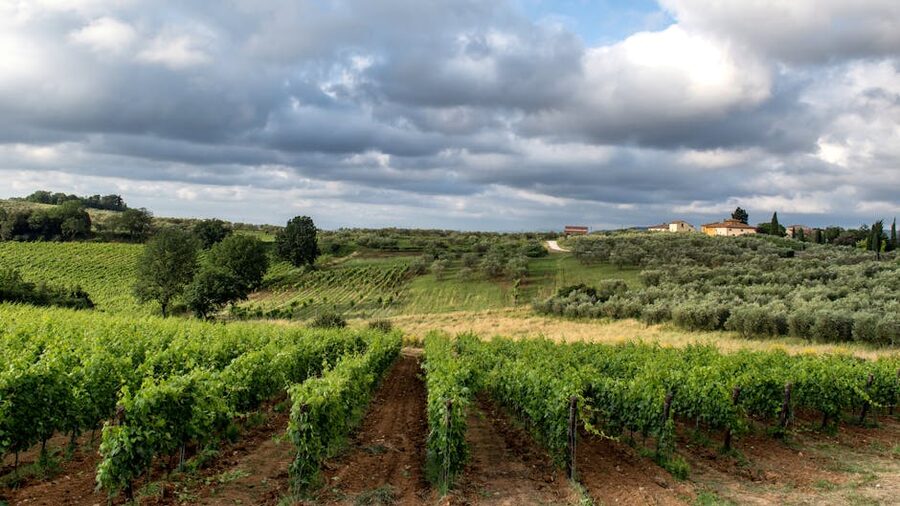 Vineyard in Siena Tuscany under a dramatic cloudy sky