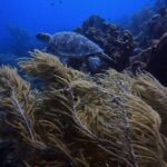 Two and a Half Hours Scuba Diving Experience in Curacao - What to Expect from Your Curacao Scuba Adventure