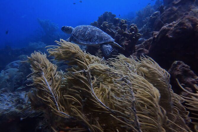 Two and a Half Hours Scuba Diving Experience in Curacao - What to Expect from Your Curacao Scuba Adventure