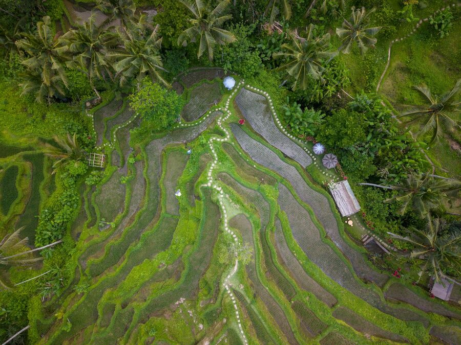 Aerial view of lush green rice terraces surrounding Ubud in Bali, Indonesia