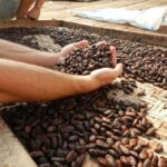 Ubud: Chocolate Workshop, Class & Tasting - The Practical Details