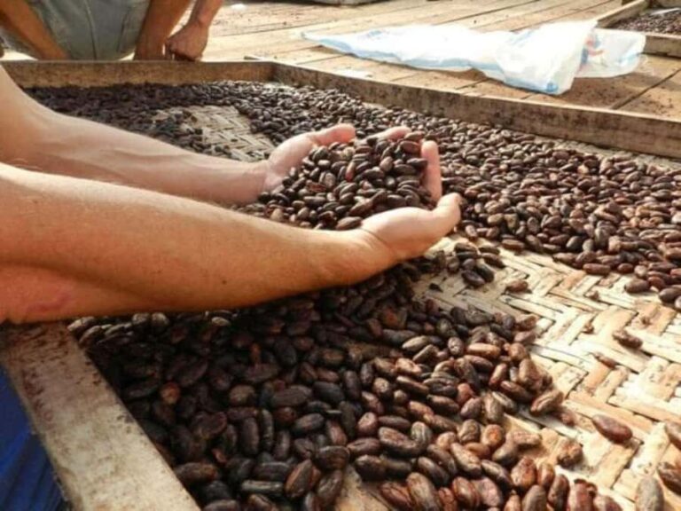 Ubud: Chocolate Workshop, Class & Tasting - The Practical Details