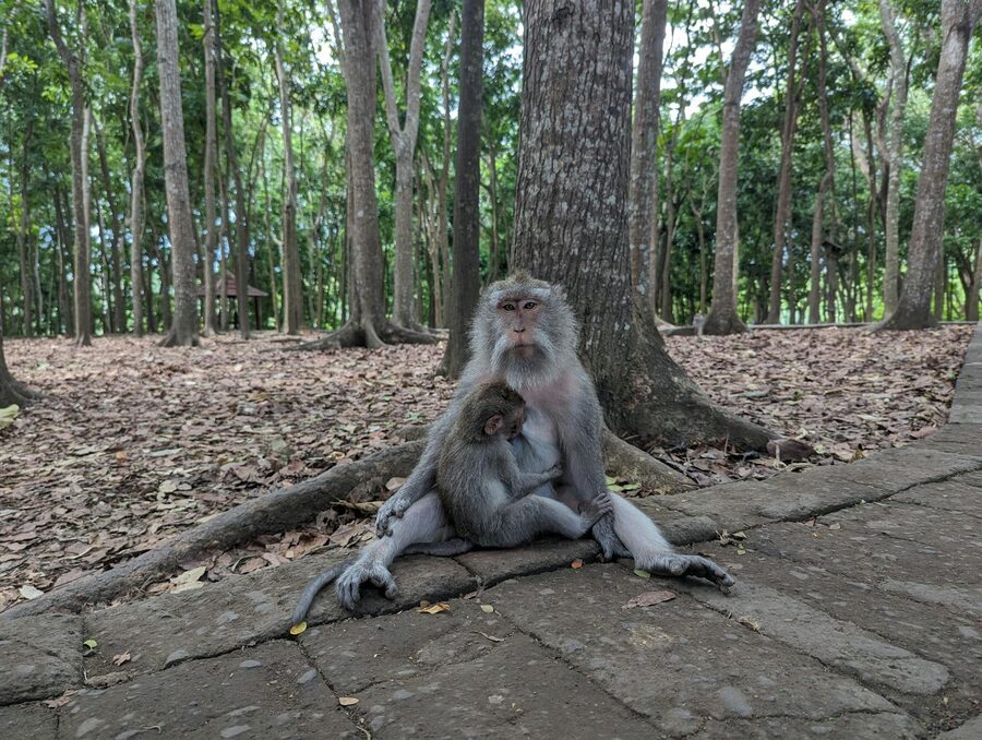 Mother and baby macaques in Ubud Monkey Forest
