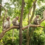 Ubud Monkey Forest - Rice Terrace - Jungle Swing - Water Temple - Transport and Guides: Making the Day Smooth