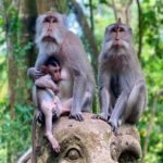 Ubud Monkey Forest, Temple, Rice Terraces, Hidden Waterfall - Discovering Bali’s Hidden Treasures: A Complete Breakdown