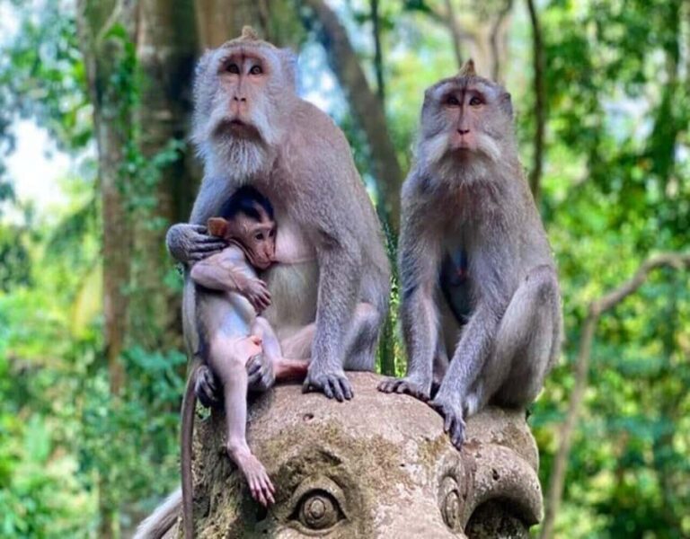 Ubud Monkey Forest, Temple, Rice Terraces, Hidden Waterfall - Discovering Bali’s Hidden Treasures: A Complete Breakdown