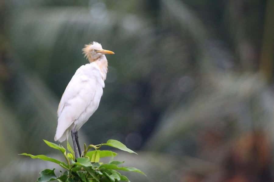 Ubud: Private Tour with Gunung Kawi Temple & Waterfall - Exploring Ubud’s Hidden Beauty
