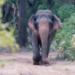 Udawalawa Safari Including Pickup & Dropoff - What Makes This Tour Stand Out