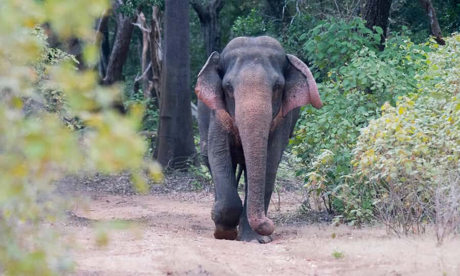 Udawalawa Safari Including Pickup & Dropoff - What Makes This Tour Stand Out