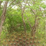 Udawalawe National Park - 7 Hours Private Safari tour - Who Will Love This Safari?