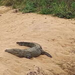 Udawalawe National Park - 7 Hours Private Safari tour - The Practicalities