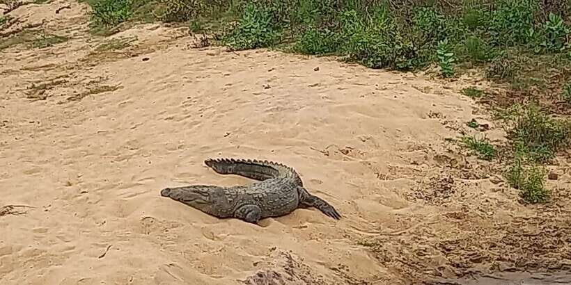 Udawalawe National Park - 7 Hours Private Safari tour - The Practicalities