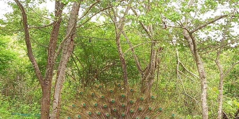 Udawalawe National Park - 7 Hours Private Safari tour - Who Will Love This Safari?