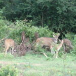 Udawalawe: National park safari & Elephant Transit Home Tour - The Heart of the Safari Experience