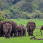 Udawalawe National Park Safari from Ella - What You Can Expect from the Experience