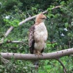 Udawalawe Safari - Transportation, Timing, and Group Size