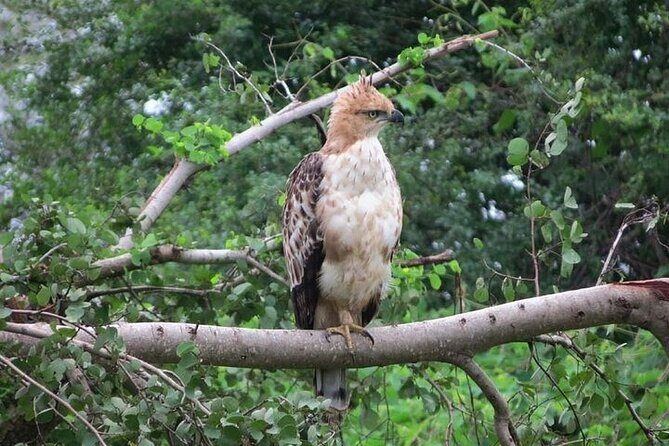 Udawalawe Safari - Transportation, Timing, and Group Size