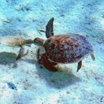 Underwater Guided Snorkeling Adventure in Bonaire - The Itinerary: What to Expect