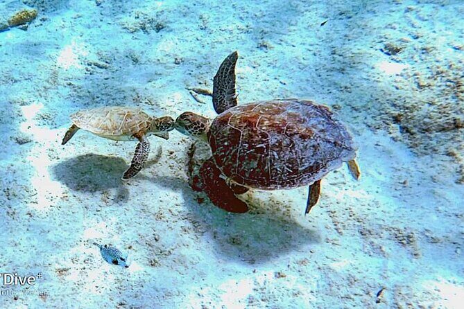 Underwater Guided Snorkeling Adventure in Bonaire - The Itinerary: What to Expect