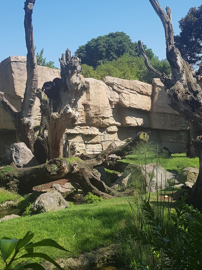 Valencia Bioparc immersive zoo