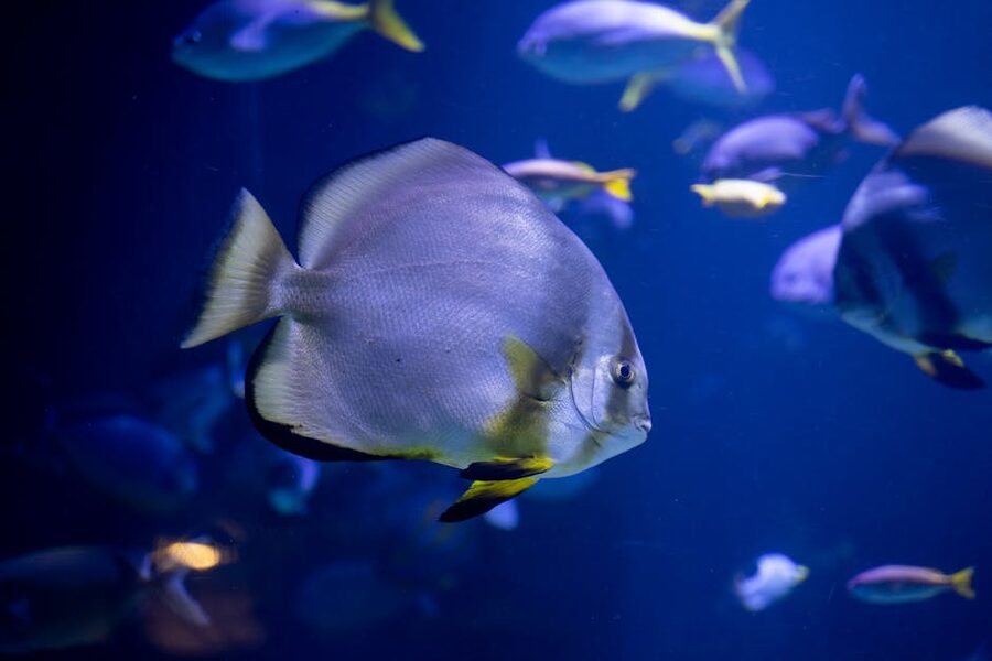 Valencia Oceanografic tropical fish underwater