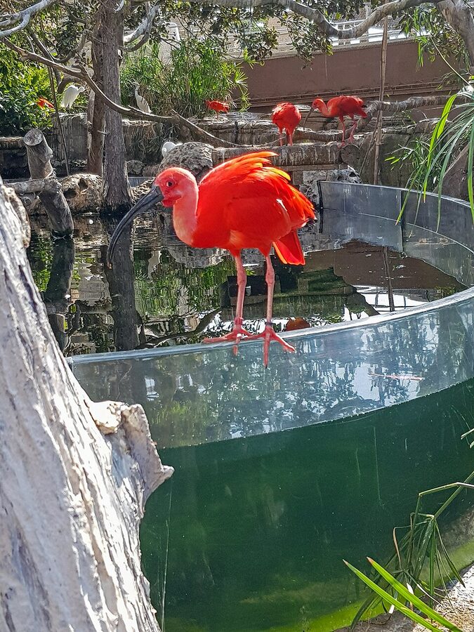 Tropical aviary at Oceanografic Valencia