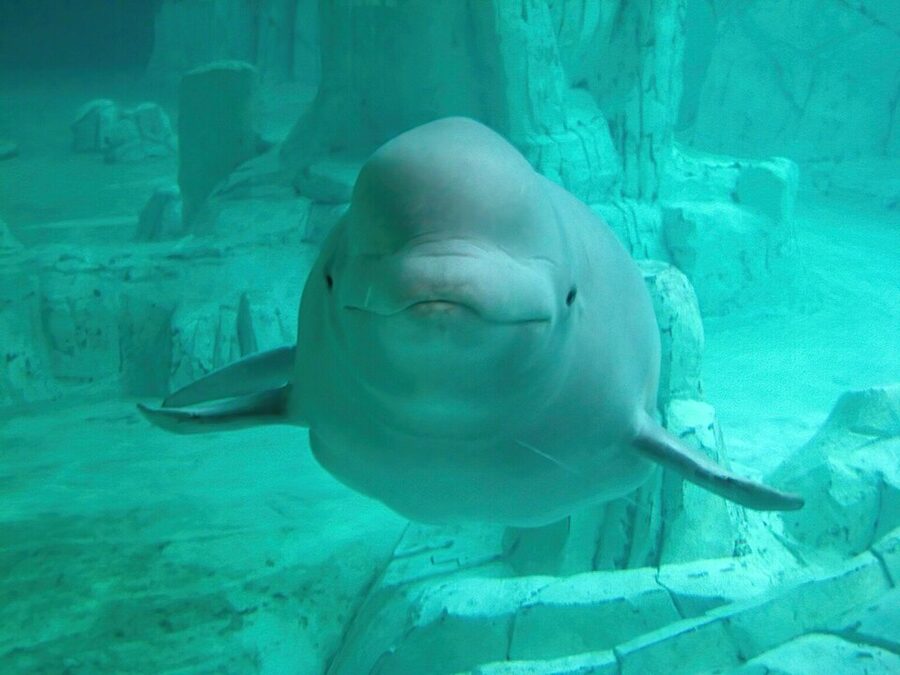 Beluga whale at Oceanografic Valencia Arctic tank