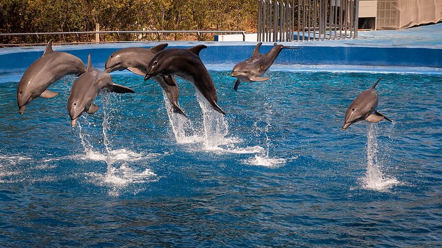 Dolphins leaping at Oceanografic Valencia dolphinarium
