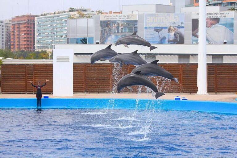 How to Book Oceanogràfic Valencia Tickets