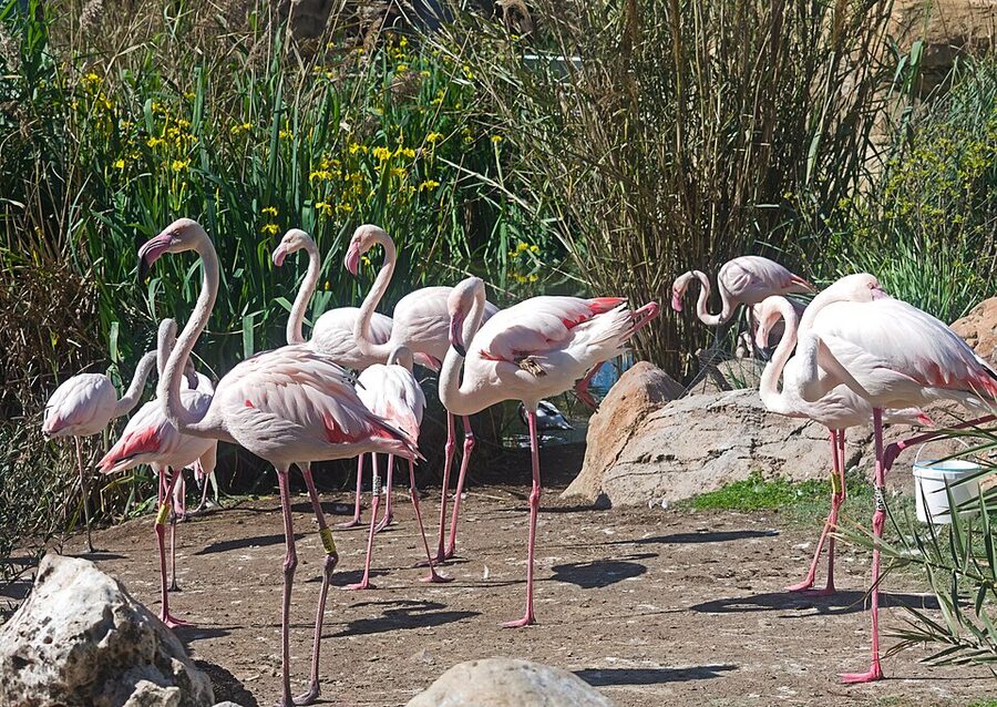 Greater flamingo at Oceanografic Valencia wetlands