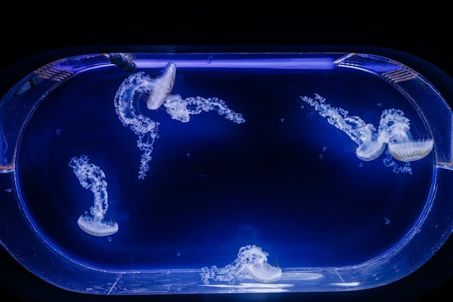 Jellyfish tank with blue lighting at Oceanografic