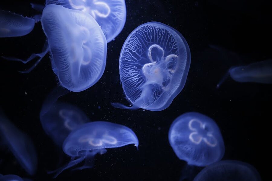 Moon jellyfish in aquarium tank