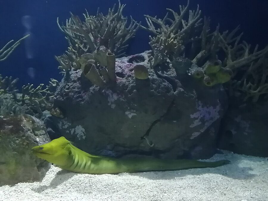 Moray eel at Oceanografic Valencia