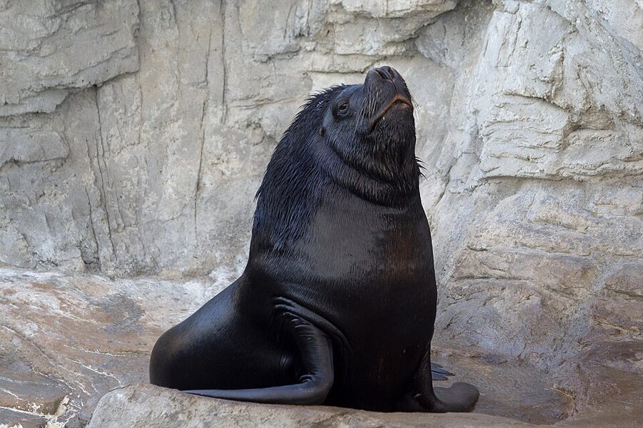 Southern sea lion at Oceanografic Valencia