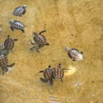 Vanuatu Cultural Village, Waterfalls, Turtles and Blue Lagoon - Cultural Village: Connecting with Vanuatu’s Heritage