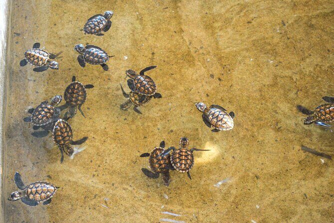 Vanuatu Cultural Village, Waterfalls, Turtles and Blue Lagoon - Cultural Village: Connecting with Vanuatu’s Heritage