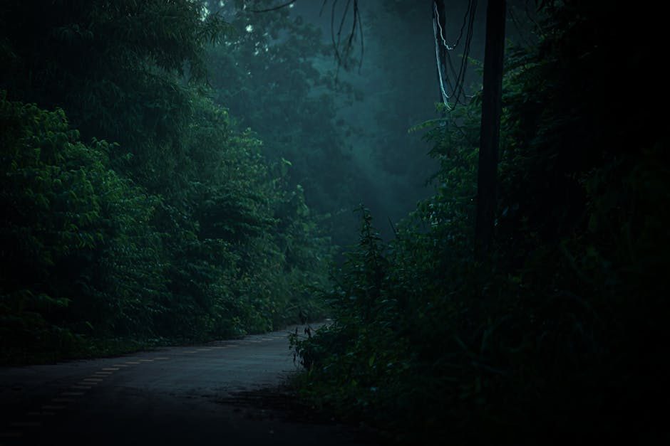 Forest road in Vietnam with lush greenery