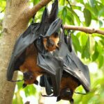 Village, Wild Life & Lake Visit Tour from Hambantota Port - An In-Depth Look at the Village, Wildlife & Lake Visit Tour