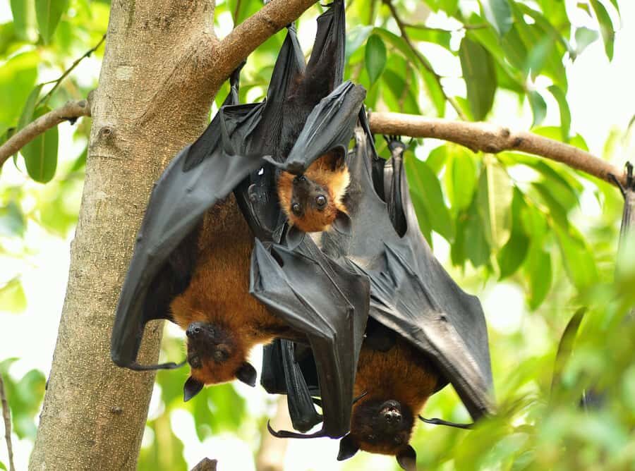 Village, Wild Life & Lake Visit Tour from Hambantota Port - An In-Depth Look at the Village, Wildlife & Lake Visit Tour