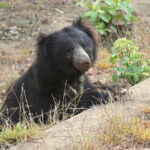 Visit Bear Rescue Center From Agra - The Center Visit: Close Encounters with Sloth Bears