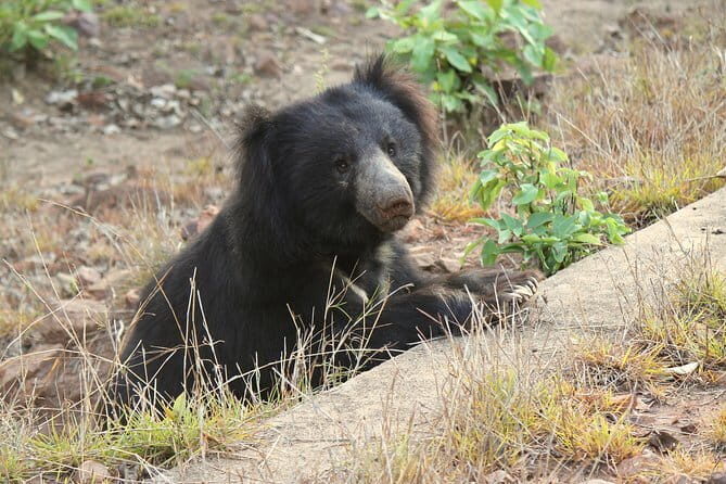 Visit Bear Rescue Center From Agra - The Center Visit: Close Encounters with Sloth Bears
