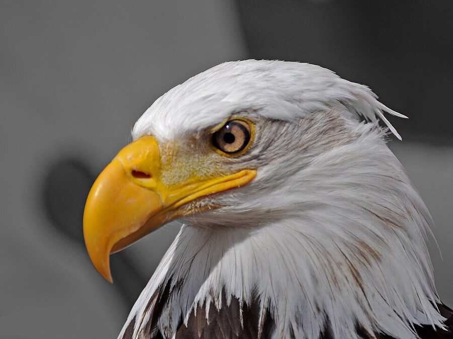 Vitoria the eagle in flight before Benfica match