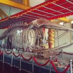 Vung Tau Discovery Private Coastal Journey from Phu My Port - Analyzing the Experience and Value