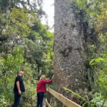 Waipoua KAURI Forest, Tane Mahuta & Museum Tour Ex Auckland - Exploring the North Island’s Giants: The Experience in Detail